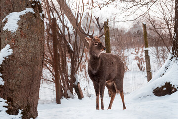 Noble deer male in winter snowy field. Selective focus