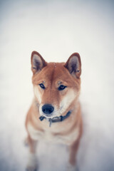 Portait of an red shiba inu standing in a winter landscape. Dog in the snow.