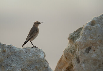 Isabelline Wheatear perched on the rock at Busaiteen coast of Bahrain