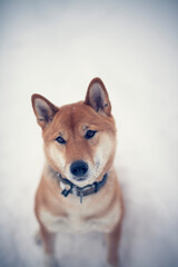 Portait of an red shiba inu standing in a winter landscape. Dog in the snow.