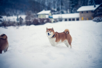 Portait of an red shiba inu standing in a winter landscape. Dog in the snow.