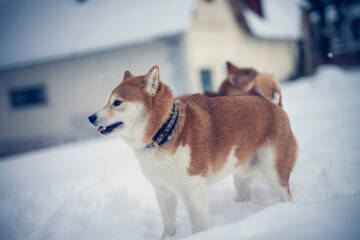 Portait of an red shiba inu standing in a winter landscape. Dog in the snow.