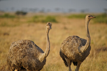 Two female ostriches are on the grass. One of the eyes gazed at the camera. Large numbers of animals migrate to the Masai Mara National Wildlife Refuge in Kenya, Africa. 2016.