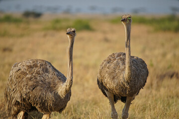 Two female ostriches are on the grass. One of the eyes was covered with leaves. Large numbers of animals migrate to the Masai Mara National Wildlife Refuge in Kenya, Africa. 2016.