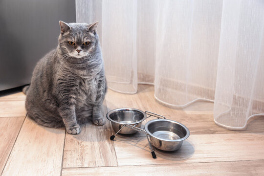 fat British cat sits in front of an empty bowl and waits for food