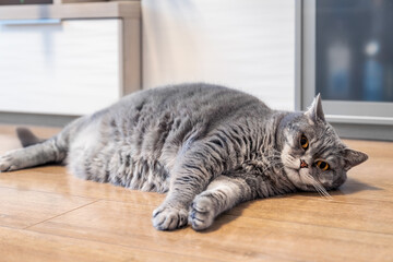 fat British cat lies on the living room floor and takes