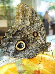 Fototapeta premium A brown butterfly with large wings sitting on a slice of orange