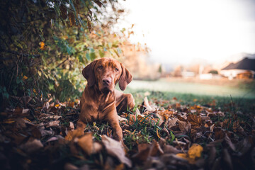 Magyar vizla in autumn . Dog lying on leaves.
