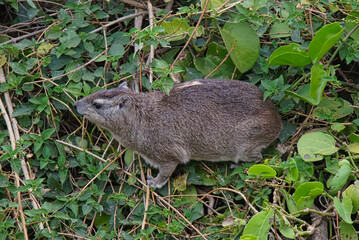 Above the leaves of a green rattan tree is a Rock Hyrax(Cape Hyrax). Large numbers of animals migrate to the Masai Mara National Wildlife Refuge in Kenya, Africa. 2016.