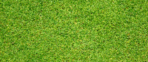 Obraz premium Lawn pattern texture background