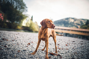 Portrait of an proud Magyar Vizla close to the river. Beautiful dog lying/standing on rocks. 