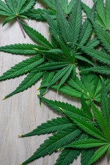 cannabis leaf background