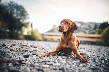 Portrait of an proud Magyar Vizla close to the river. Beautiful dog lying/standing on rocks. 