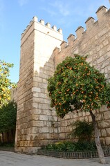 Orange tree and ancient wall in Sevilla, Andalusia, Spain