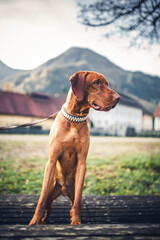 Magyar Vizla standing in front of  mountain view. Dog looking around in the nature.