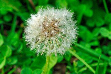 l&ouml;wenzahnbl&uuml;te