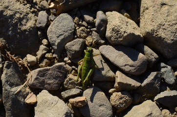 A bright green grasshopper nestled among succulent plants and tiny stones and twigs one mottled brown compound eye looking towards the camera