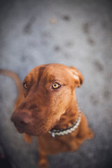 Portrait of an magyar vizla. Close up of a dog. 