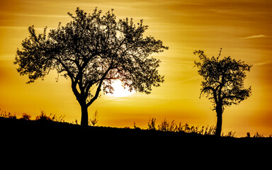 Fototapeta na wymiar Landscape, silhouette, Germany - Two trees and a wonderful autumn sunset on a field near Marburg.