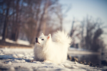Fototapeta premium Japanischer Spitz sitzt auf einem Stein im See. Portrait von einem weißen Hund beim Wasser