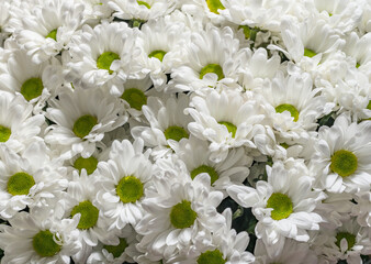 White chrysanthemums background, top view. Floral wallpapers