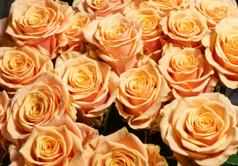 Orange roses background. A bouquet of beautiful and selective roses. Rose as a symbol of love and beauty