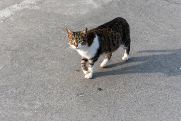 One cute kitten walking on the coast side pavement during sunny day.