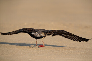 Lesser Black-backed Gull takeoff at Busaiteen coast, Bahrain