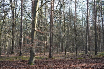 Sonnige Waldlandschaft im Winter: der Grunewald in Berlin