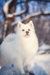 Fototapeta premium Japan Spitz im Winter beim Sonnenuntergang. Weißer Hund steht im Park bei Schnee. 