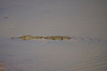 An African crocodile hides in the water of a pond. Large numbers of animals migrate to the Masai Mara National Wildlife Refuge in Kenya, Africa. 2016.