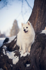 Japan Spitz im Winter beim Sonnenuntergang. Weißer Hund steht im Park bei Schnee. 