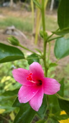Purple hibiscus, with closes up the blurred background. It has been the national flower of Malaysia since 1960 and is known in Malay Bunga Raya.