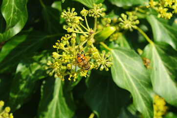 Honeybee with pollen on an ivy flower. flowering ivy.