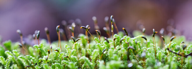 Forest green and moist moss sporophytes macro texture, with rain drops on and blurred pastel purple bokeh web banner background, selective focus