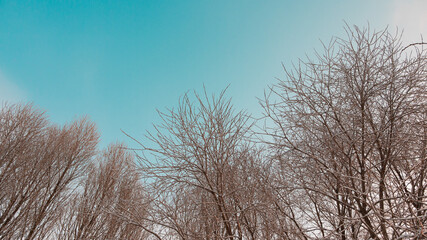 tree branches without leaves covered in snow