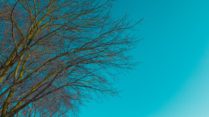 Fototapeta na wymiar tree without leaves in a blue clear sky background