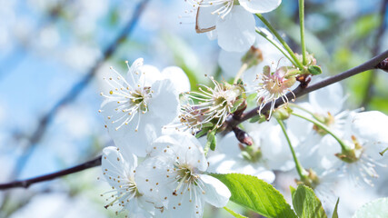 Springtime. cherry blossom. Beautiful gentle spring background. 