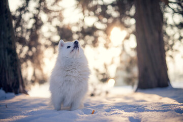 Obraz na płótnie Canvas Japan Spitz im Winter beim Sonnenuntergang. Weißer Hund steht im Park bei Schnee. 