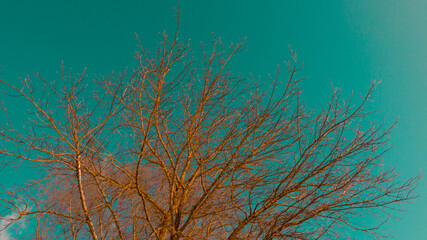 tree branches without leaves in a sky background
