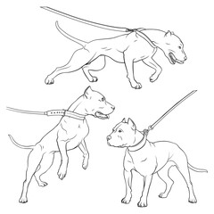 Pit Bull Terrier with a collar. Dog on a leash. Outlines illustration. Vector illustration on a white background.