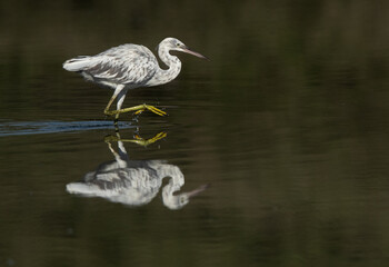 Juvenile Western reef heron fishing at Tubli bay, Bahrain