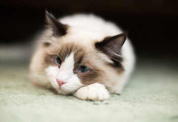 Beautiful young white purebred Ragdoll cat with blue eyes