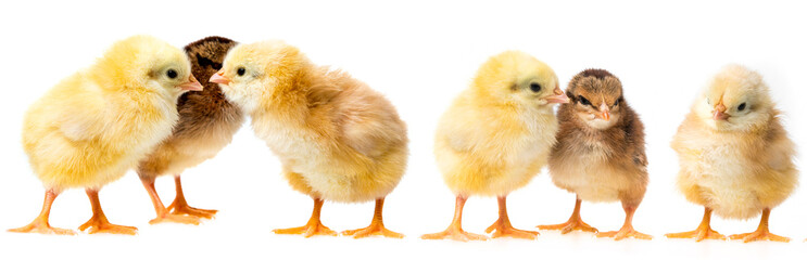 Fototapeta premium three chickens