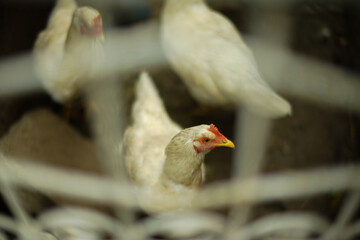 chicken