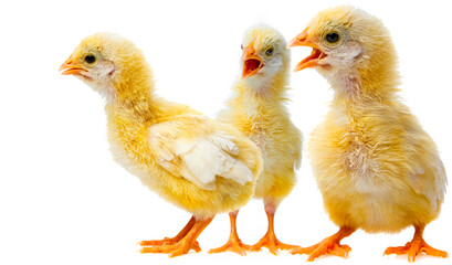 a chicken isolated on a white background