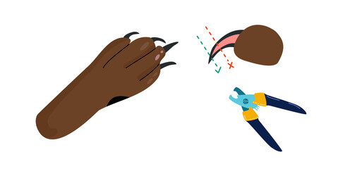 How to take care of dog`s feet instruction.Grooming salon or hygiene at home.Correct clipping of nails or claws paw protection.Pet health.Vector banner in flat style.Veterinary. Pedicur equipment