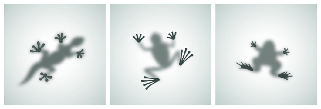 Diffuse Reptiles Silhouettes Shadow Abstract Vector Images Set. Toad, Frog, Lizard, Gecko or Chameleon Sitting on a Matte Glass. Isolated
