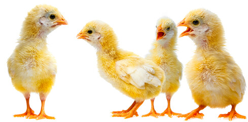 a chicken isolated on a white background