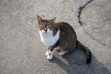 Little cat sitting on the pavement and looking at the camera